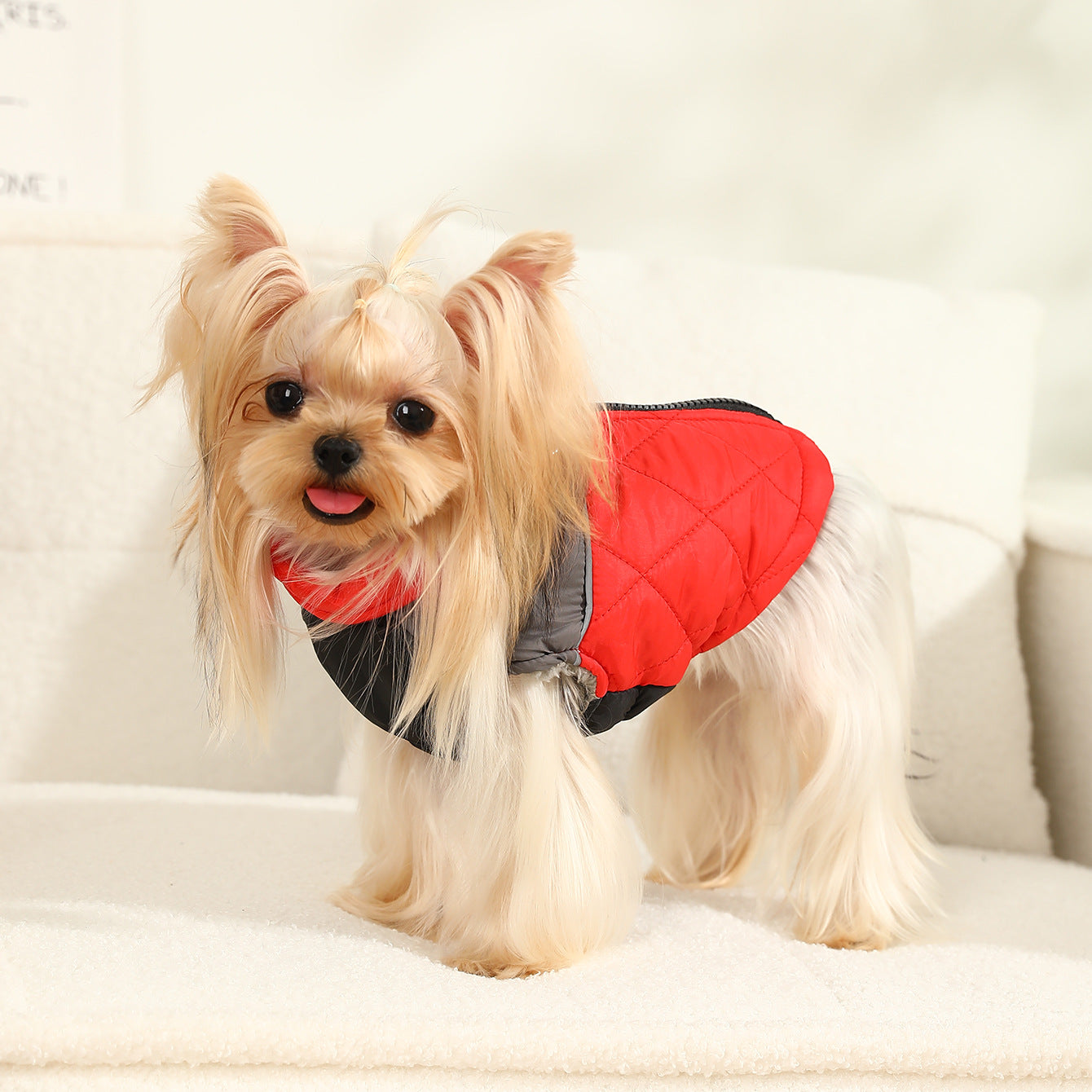 Chien Yorkshire portant une combinaison de ski imperméable rouge et noire, idéale pour températures froides.