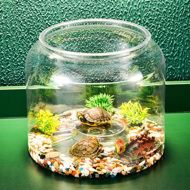 Aquarium écologique transparent pour tortues, avec plantes et décorations colorées, offrant un vaste espace de nage.