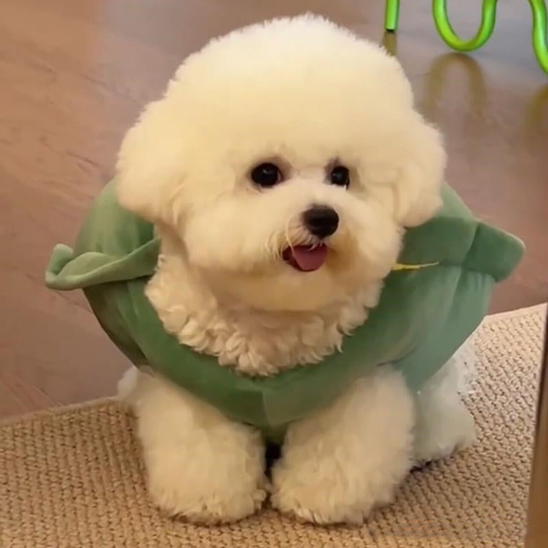 Chien habillé en gilet doux en forme de carapace de tortue, offrant un look amusant et unique.