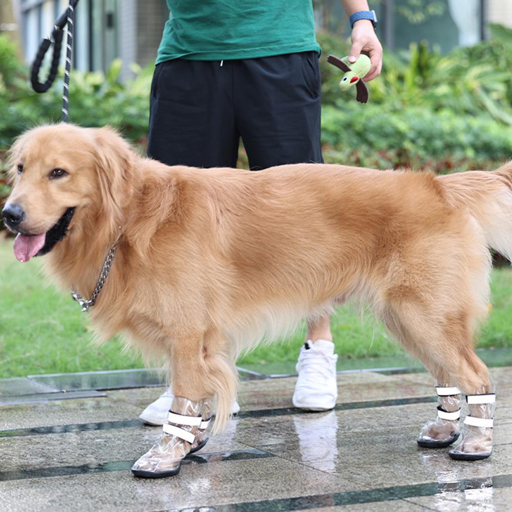 Golden Retriever wearing waterproof shoes during a walk, providing paw protection from wet surfaces.