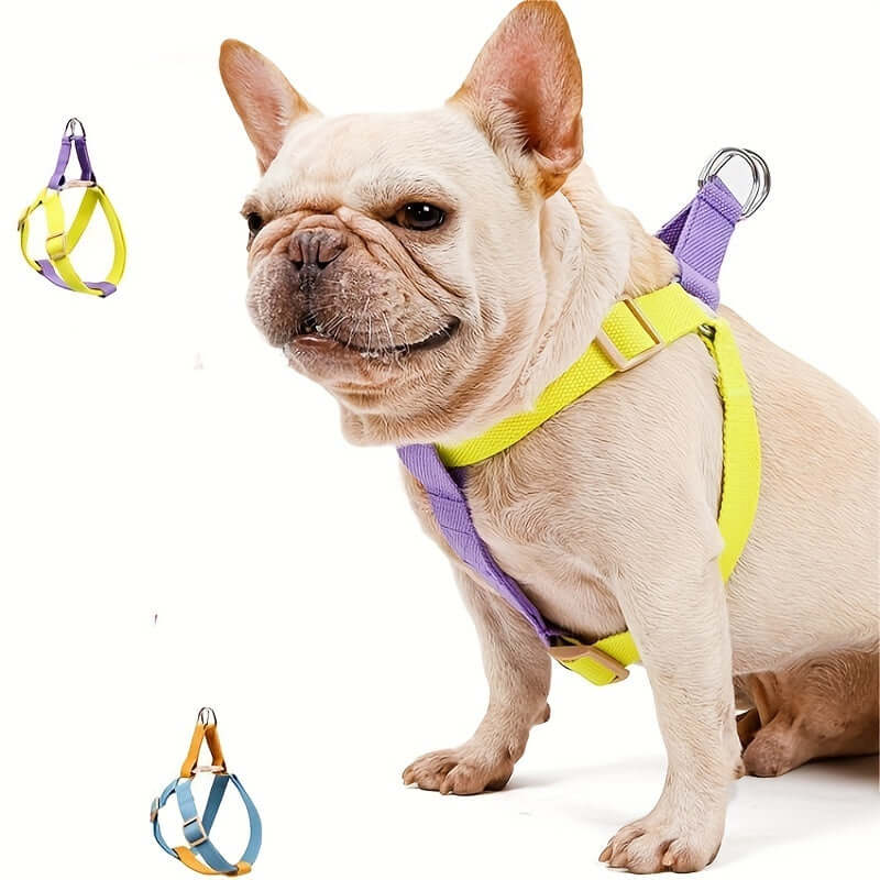 Chien portant un harnais coloré anti-évasion avec laisse, conçu en coton doux et respirant pour plus de sécurité.