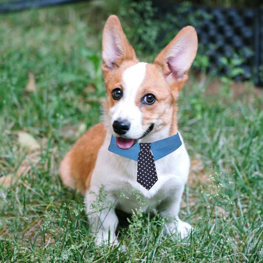 Corgi puppy wearing a stylish blue adjustable collar with polka dot tie, sitting on green grass.