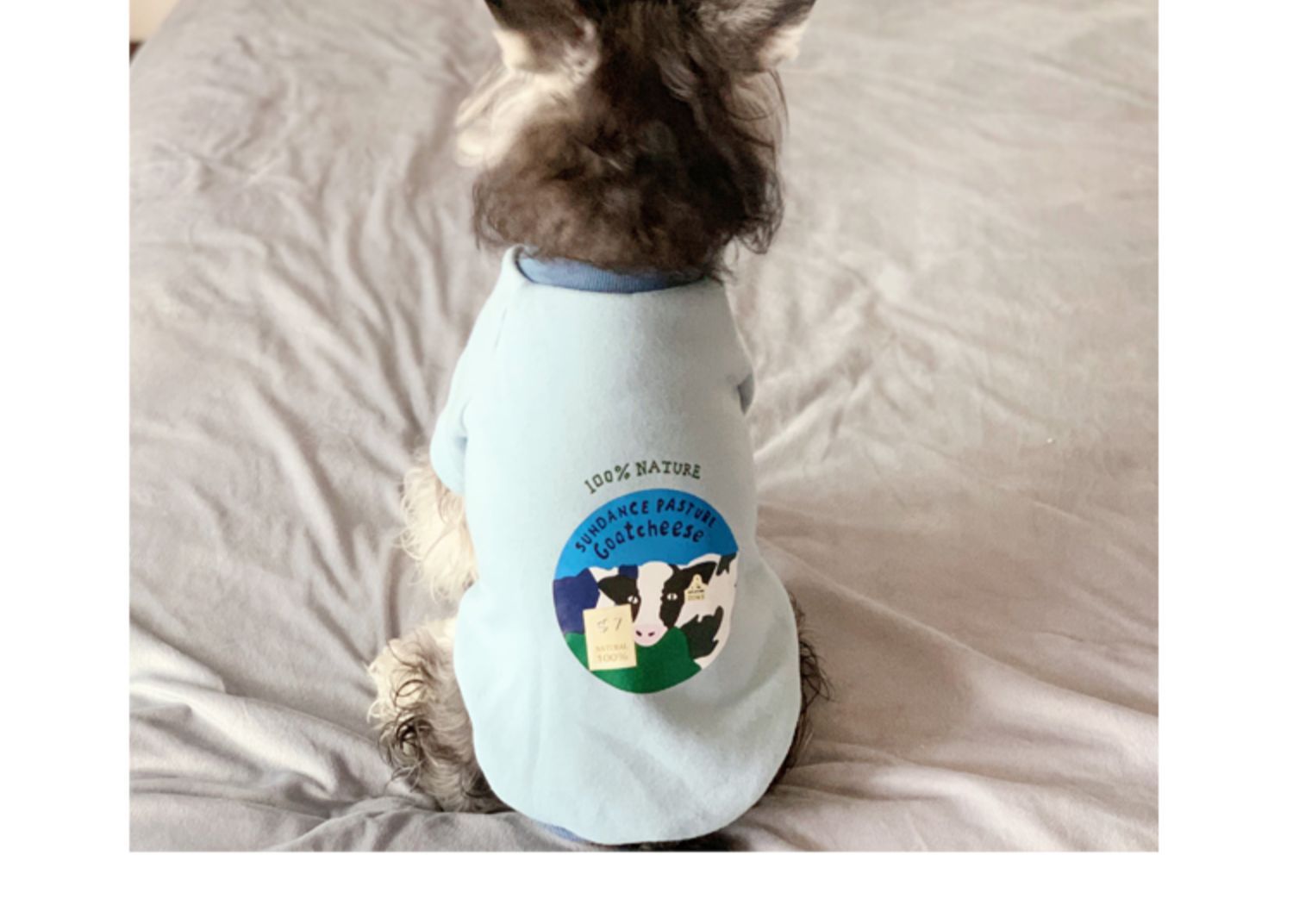 Chien portant un pull bleu avec un design unique sur le dos, parfait pour le confort et le style décontracté.