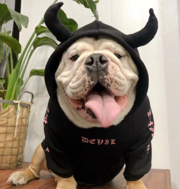 Chien heureux portant un pull noir avec des cornes pour Halloween, affichant un style décontracté et amusant.