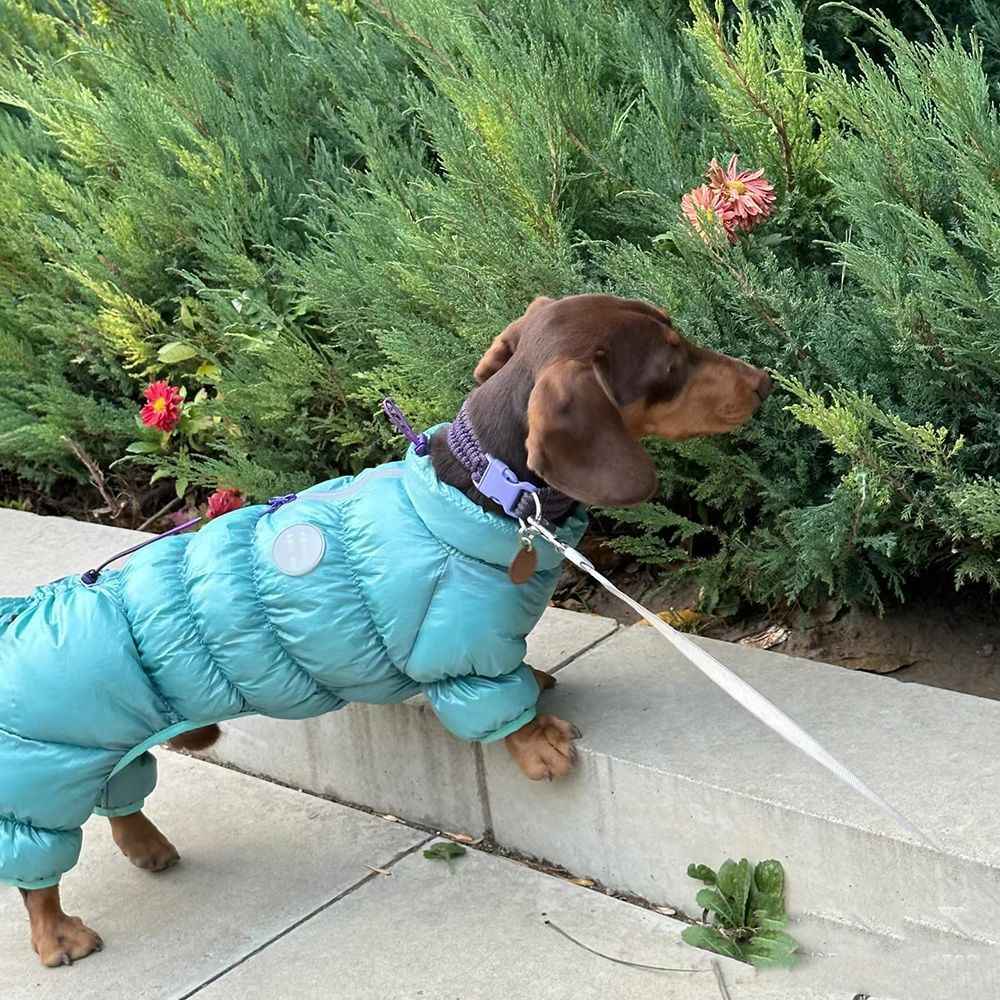 Chien en manteau thermique bleu se promenant au milieu de fleurs, prêt pour l'hiver.