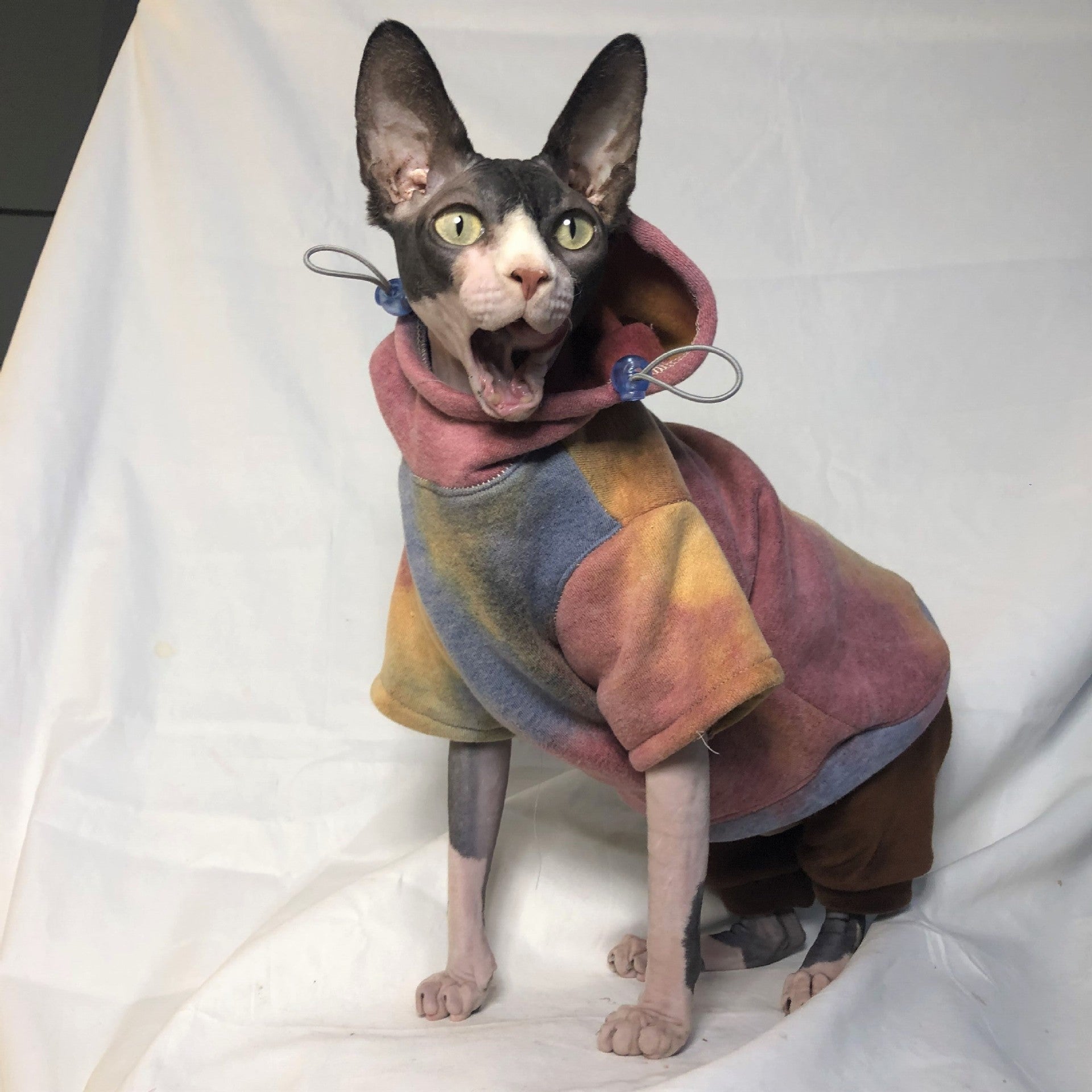 Chat portant un hoodie en velours tie-dye, confort décontracté, style coloré pour animaux.