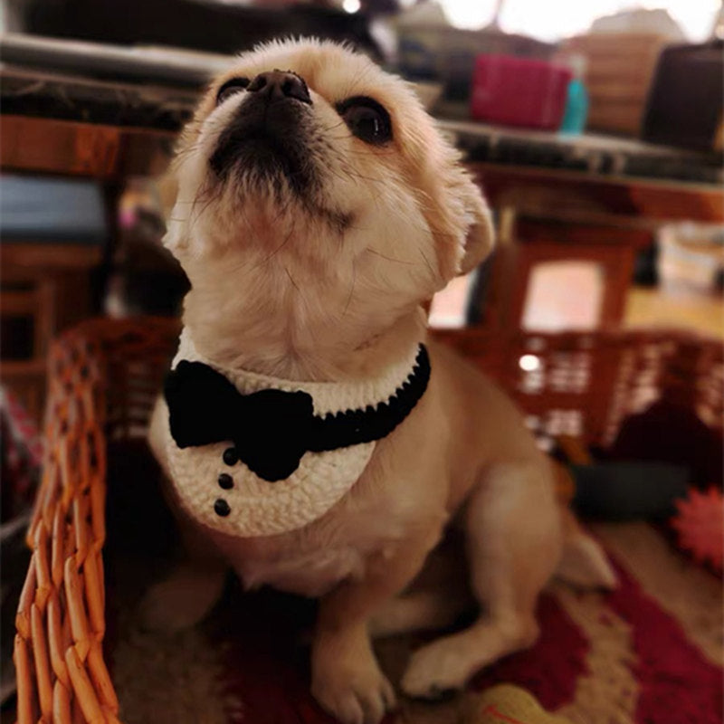Chihuahua wearing a stylish bowtie collar, transforming into a charming gentleman in a cozy basket.