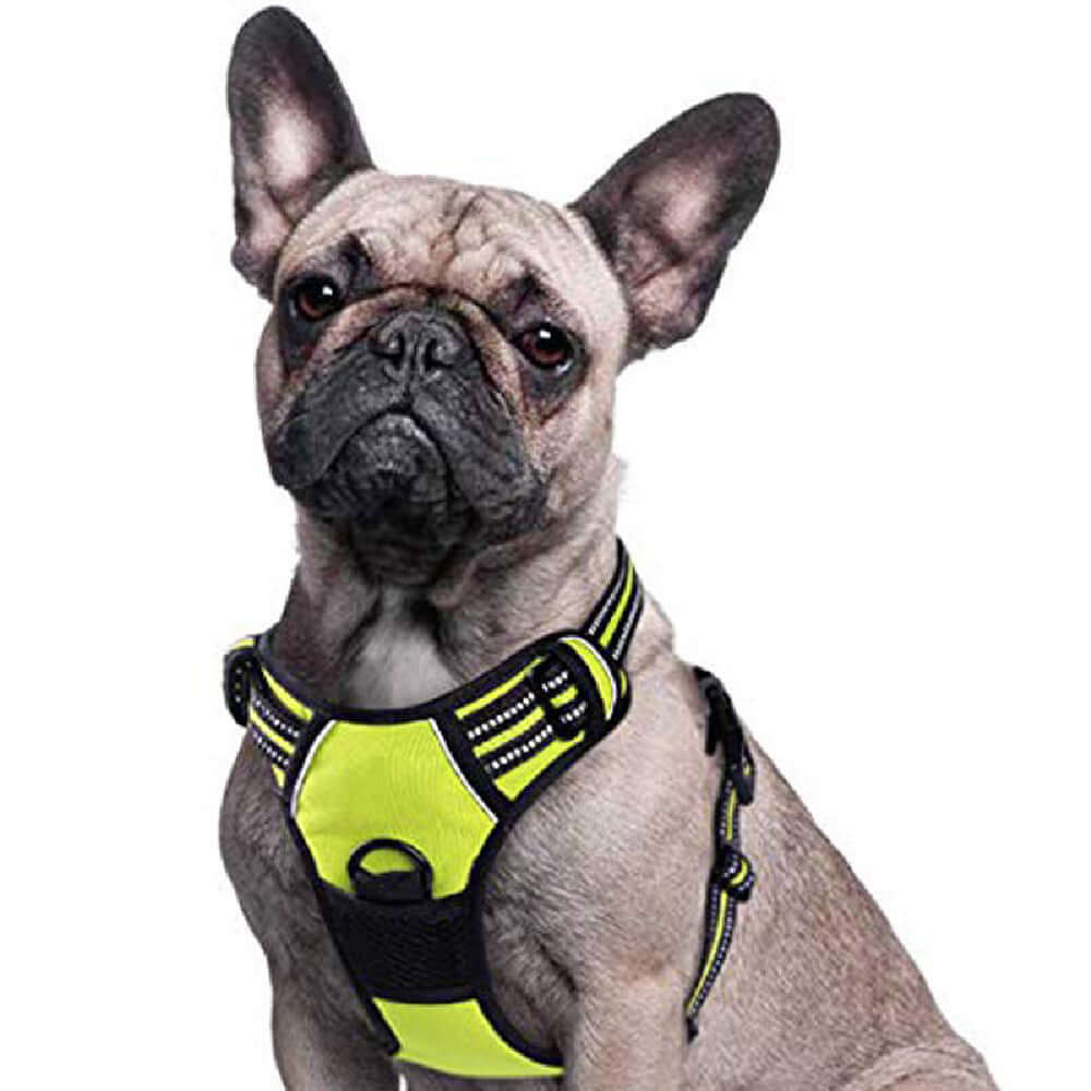 Harnais de traction pour animaux en jaune sur un bulldog français, idéal pour promenades et aventures.