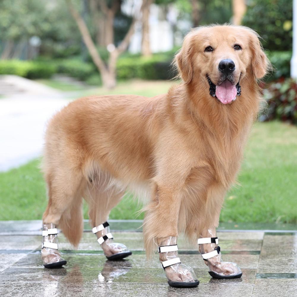 Golden retriever wearing waterproof shoes for large dogs, perfect for wet and slippery conditions.