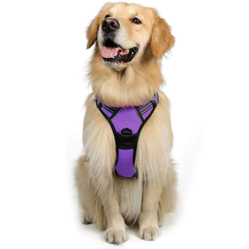 Golden Retriever wearing a purple dog harness, perfect for walks and outdoor adventures.