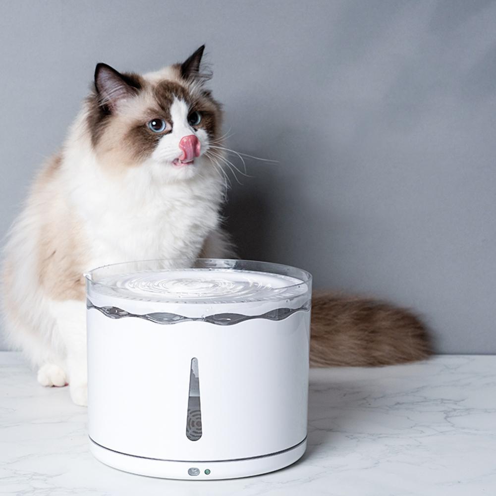Chat près d'une fontaine à boire automatique pour animaux, offrant de l'eau fraîche et propre.