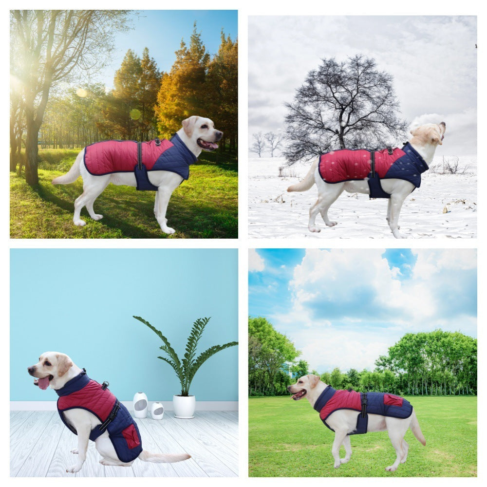 Un chien labrador portant un manteau chaud, adapté aux saisons froides, dans divers environnements.
