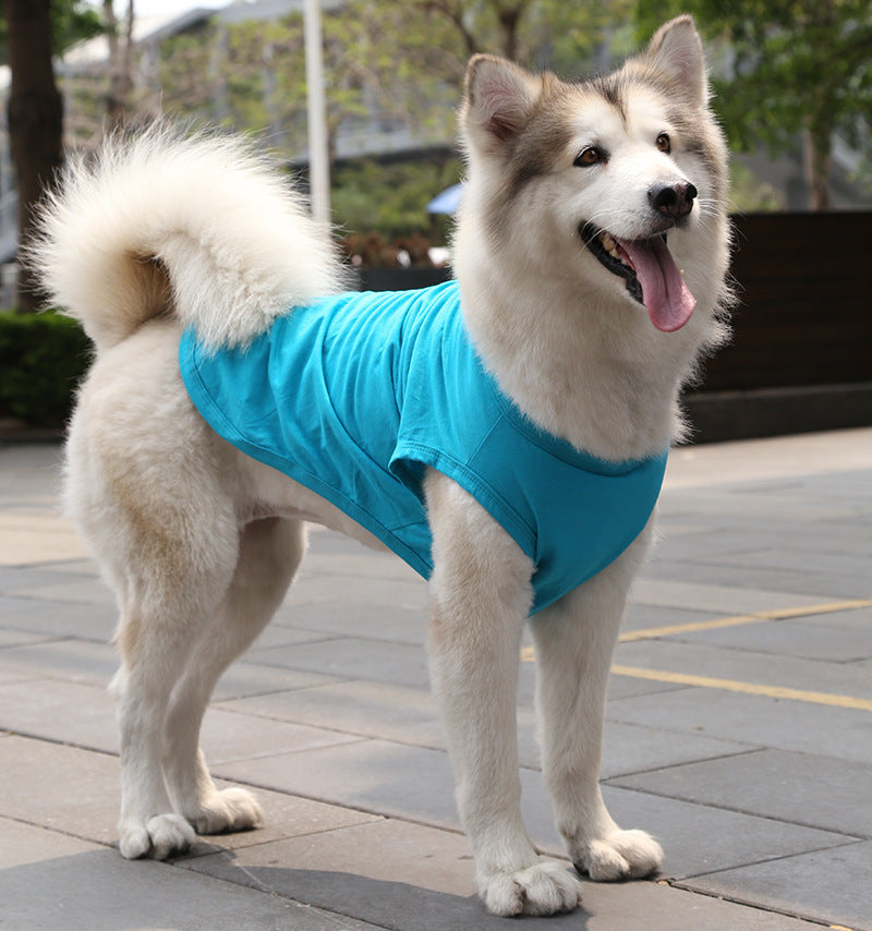 Chien heureux en gilet en coton bleu, parfait pour les journées chaudes d'été.