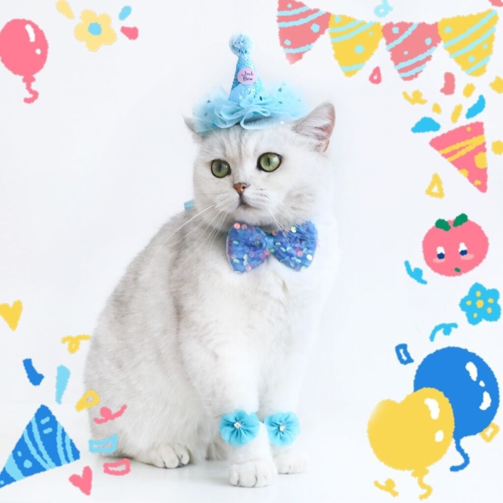 Chapeau d'anniversaire pour chat avec nœud papillon et bracelet fleurs, ensemble festif coloré.