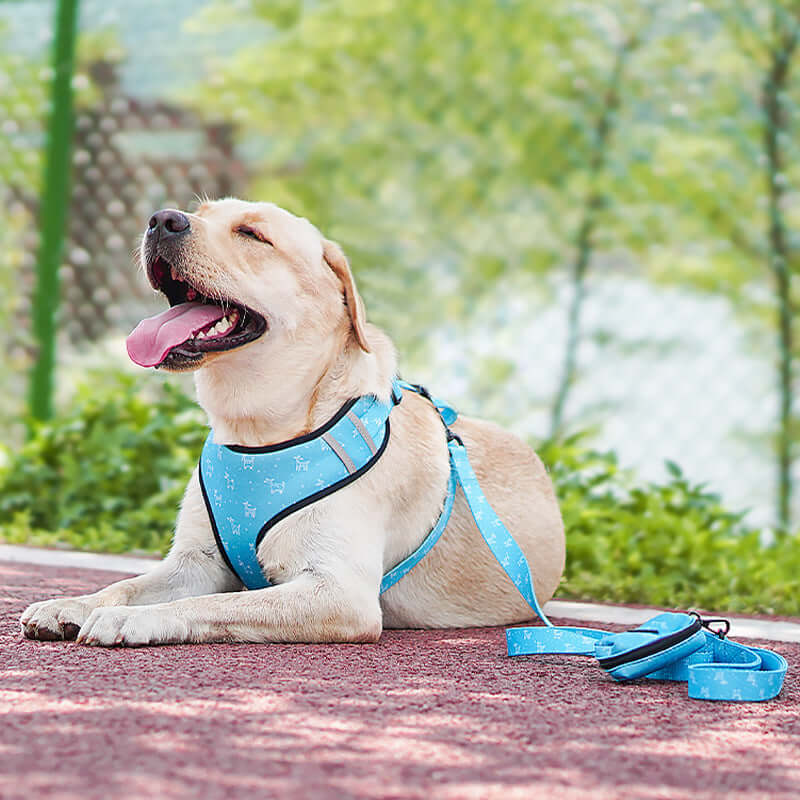 Chien heureux en harnais bleu avec laisse, se détendant à l'extérieur sur un chemin.