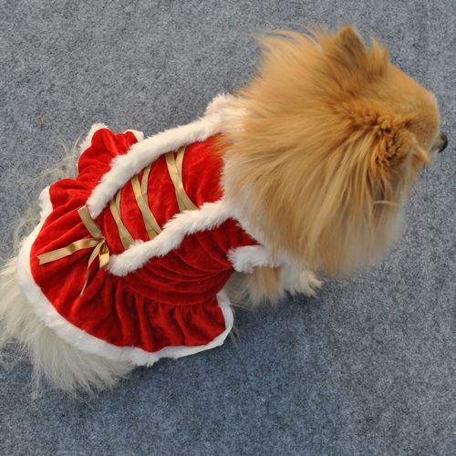Chien portant une jupe rouge en velours pour Noël, avec détails en fourrure et rubans dorés.