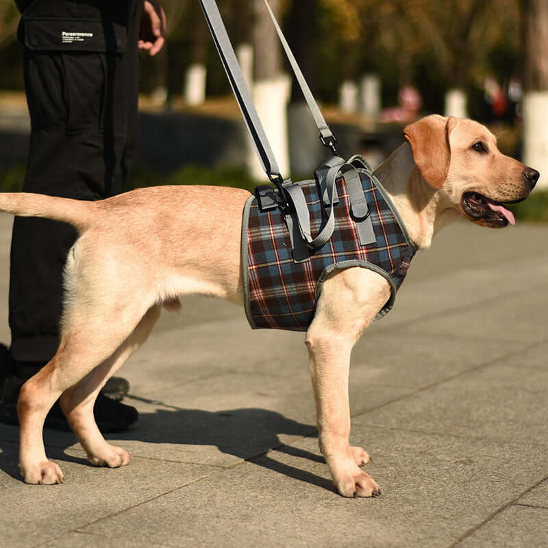Chien avec harnais à carreaux et laisse, prêt pour une promenade, mettant en valeur la mode et le confort.