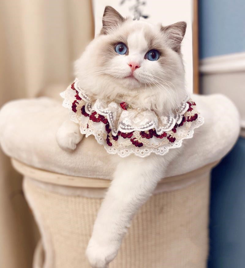 Chat avec bavoir ajustable en dentelle, ajoutant élégance et confort pour animaux de compagnie.