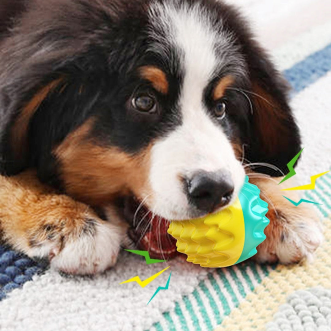 Boule à Mordre et Brosse à Dents pour Chiens