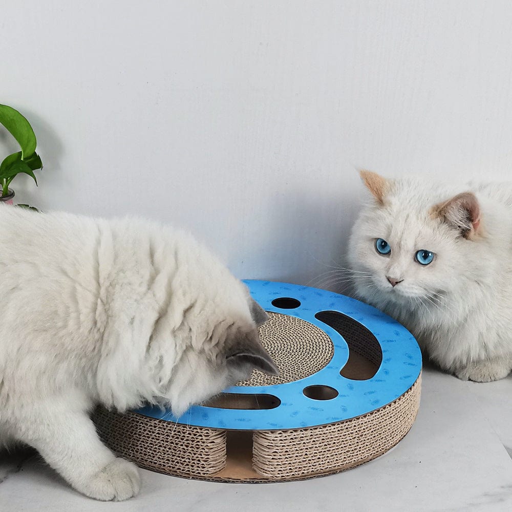 Deux chats utilisant une planche à gratter ronde bleue, jouant et prenant soin de leurs griffes.