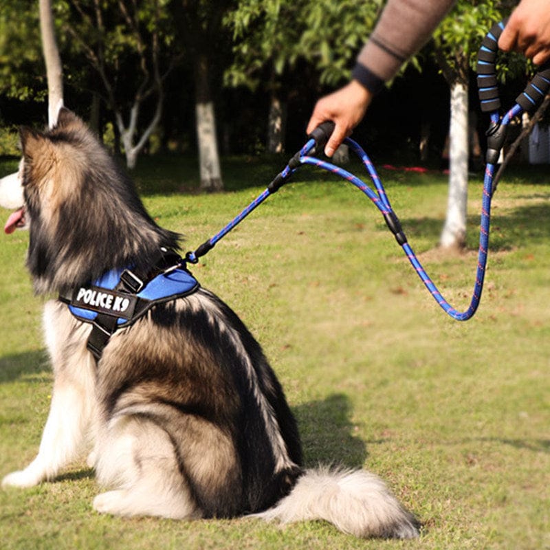 Homme utilisant une laisse bleu pour chien avec harnais, promener un chien de type husky dans un parc.
