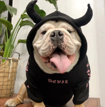 Chien bulldog portant un pull noir avec cornes pour Halloween, sourire joyeux, style décontracté.