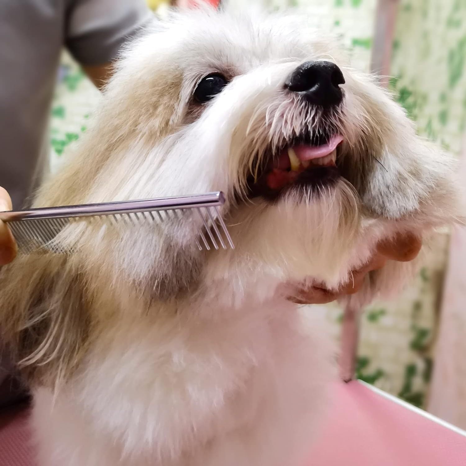 Ciseaux de Toilettage pour Chiens avec Bout Arrondi en Acier Inoxydable