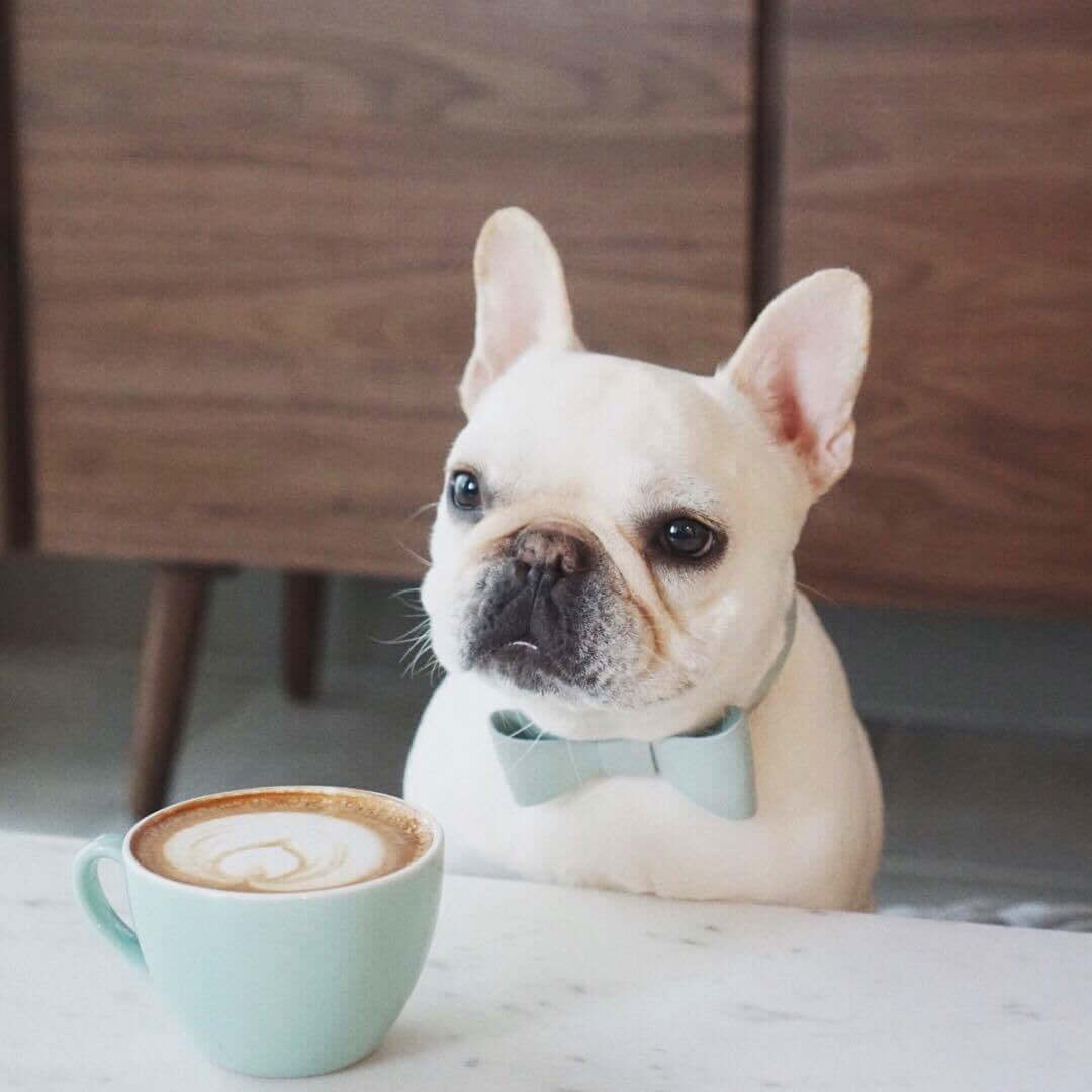 Chien bulldog français avec un nœud papillon assis à une table avec une tasse de café.