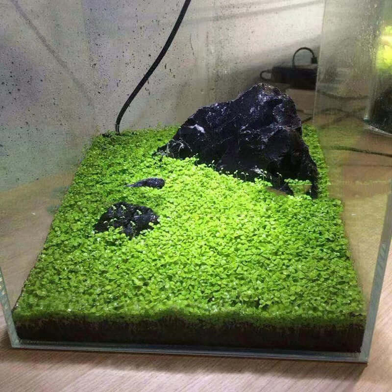 Aquarium landscape with lush green substrate and black rocks, showcasing a vibrant aquatic environment.