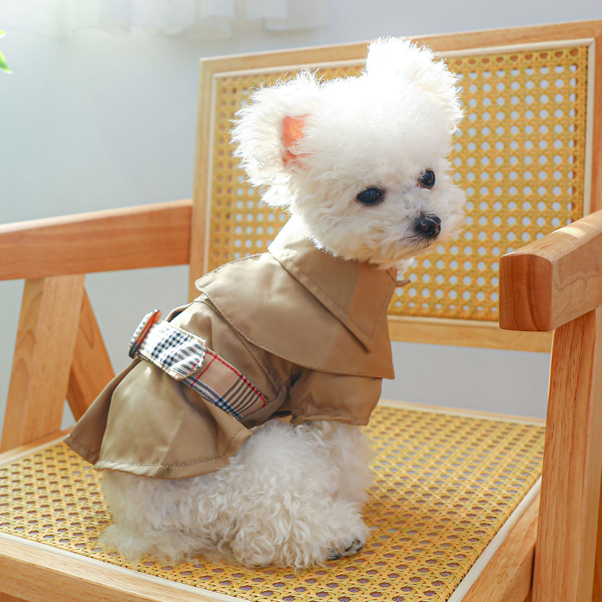 Manteau trench khaki pour chien, alliant style et confort, sur une chaise en bois à l'intérieur.