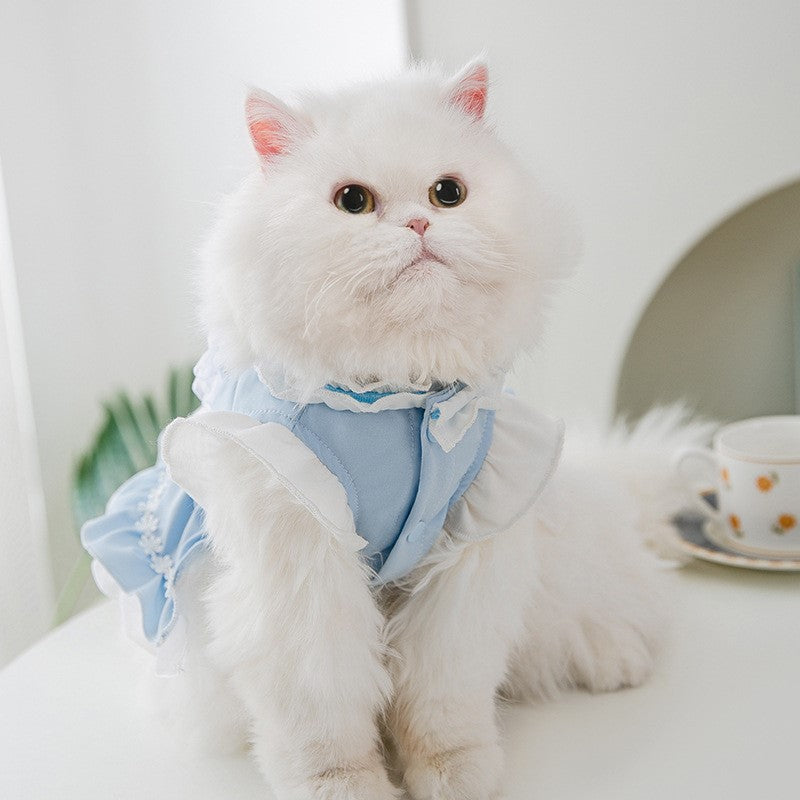 Chat blanc en robe bleue, adorable et élégant pour un style animalier unique.
