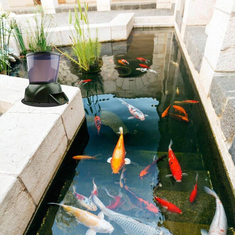 Distributeur automatique de nourriture pour poissons dans un étang avec poissons colorés nageant.