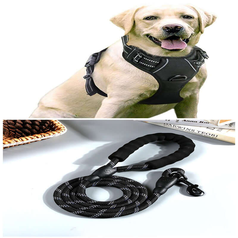 Gilet de chien noir sur un labrador avec laisse assortie, idéal pour confort et sécurité lors des promenades.