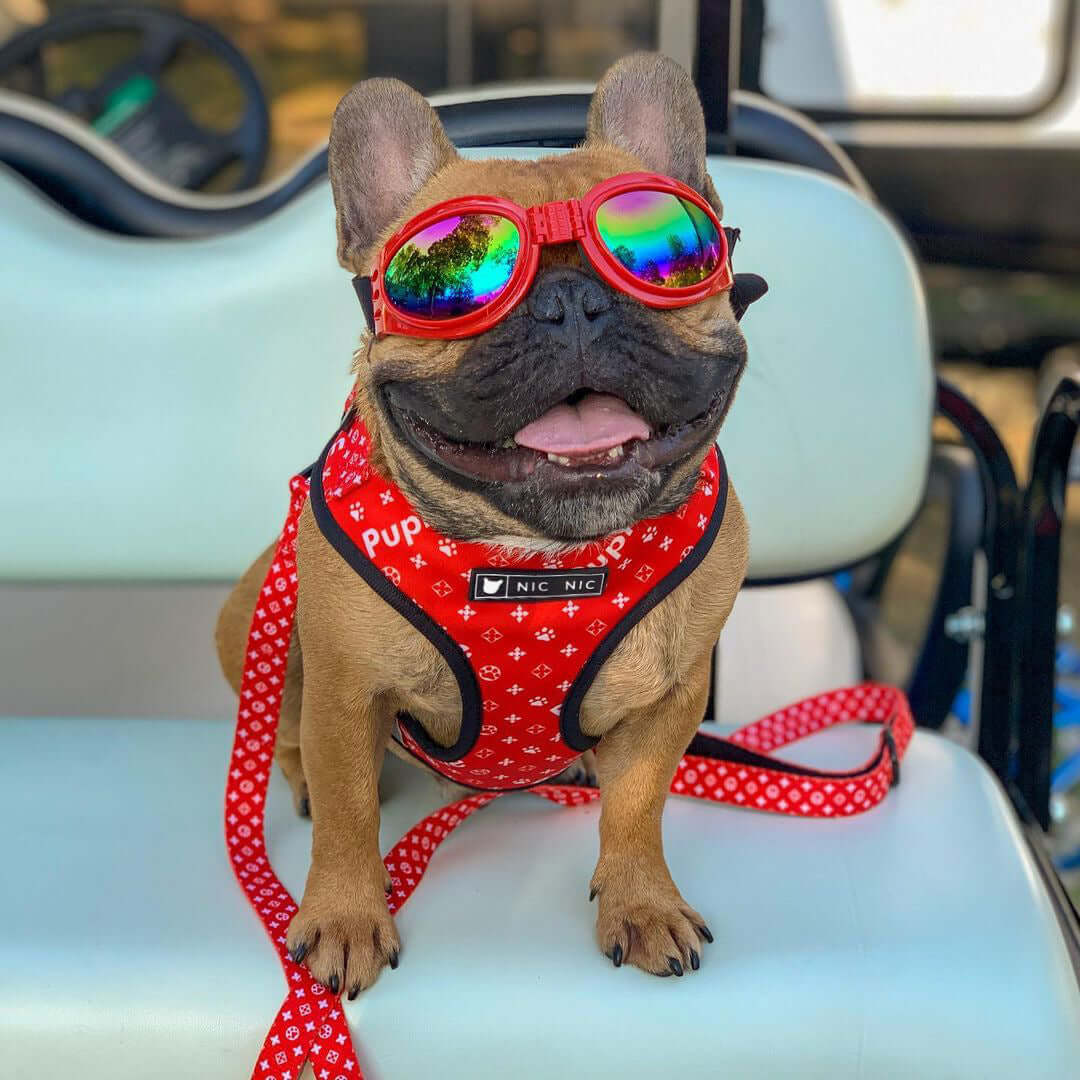 Chien français portant un harnais en maille respirante et des lunettes de soleil colorées, assis sur un siège.