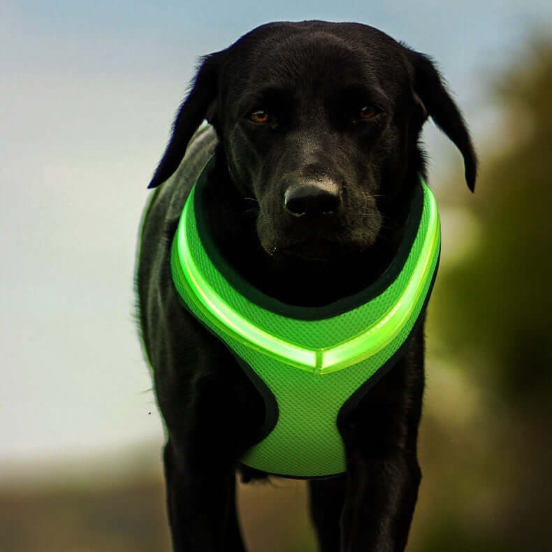Chien noir portant un harnais LED lumineux vert, idéal pour la sécurité nocturne.