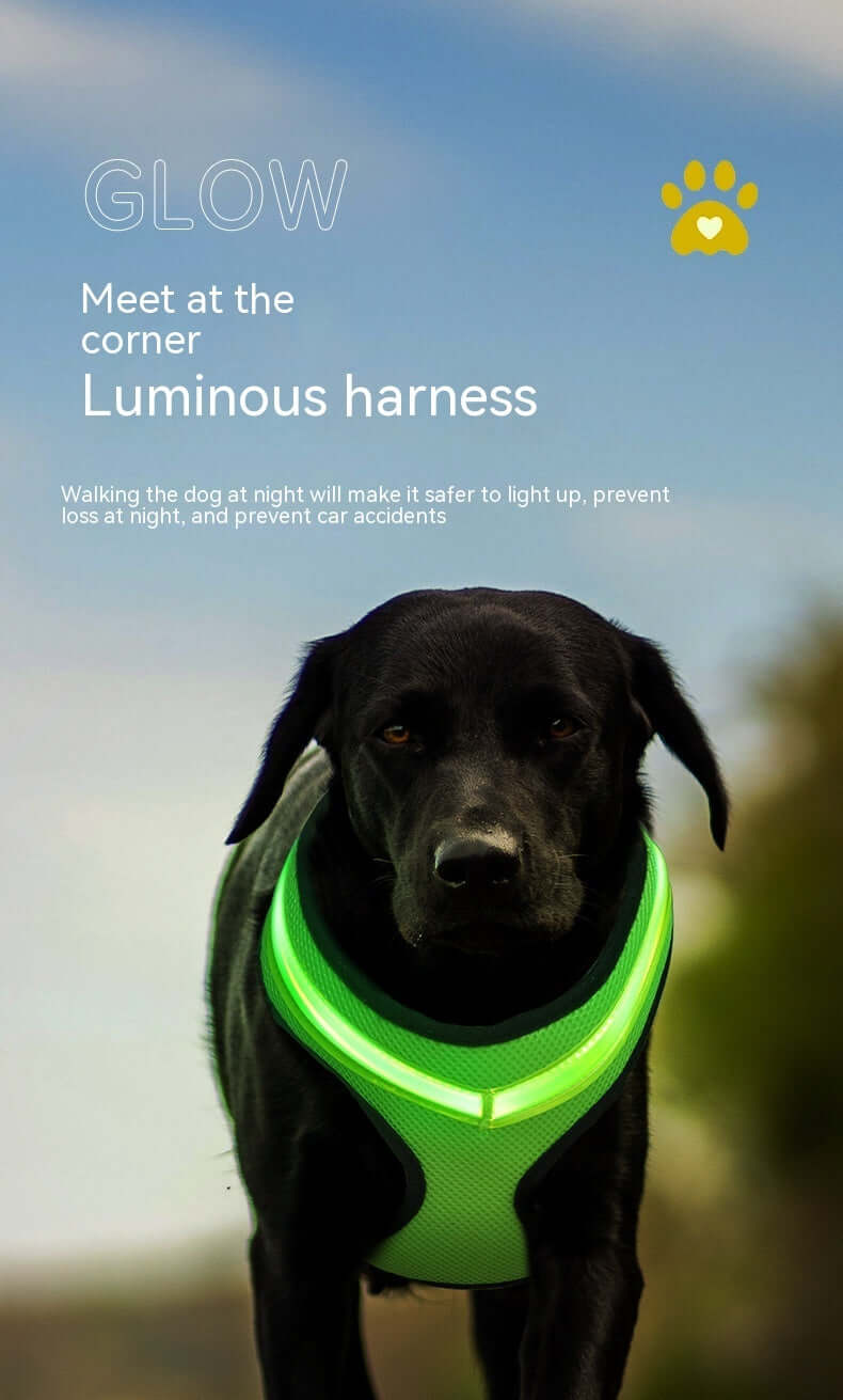 Harnais lumineux pour chien en marche, offrant sécurité et visibilité nocturne.