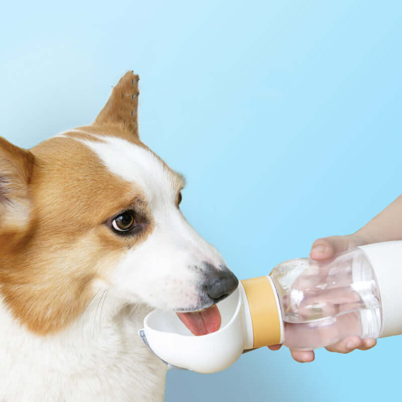 Chien buvant de l'eau d'un gobelet portable, accessoire pratique pour les promenades.