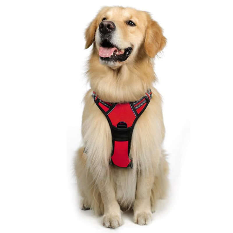 Golden retriever wearing a red dog harness, ideal for outdoor walks and pet safety.