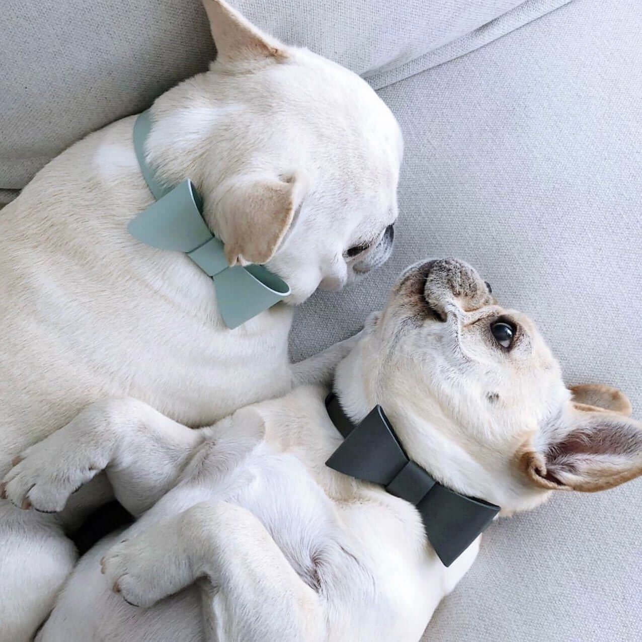 Deux chiens mignons avec nœuds papillon en coton, se blottissant ensemble dans un environnement moderne.