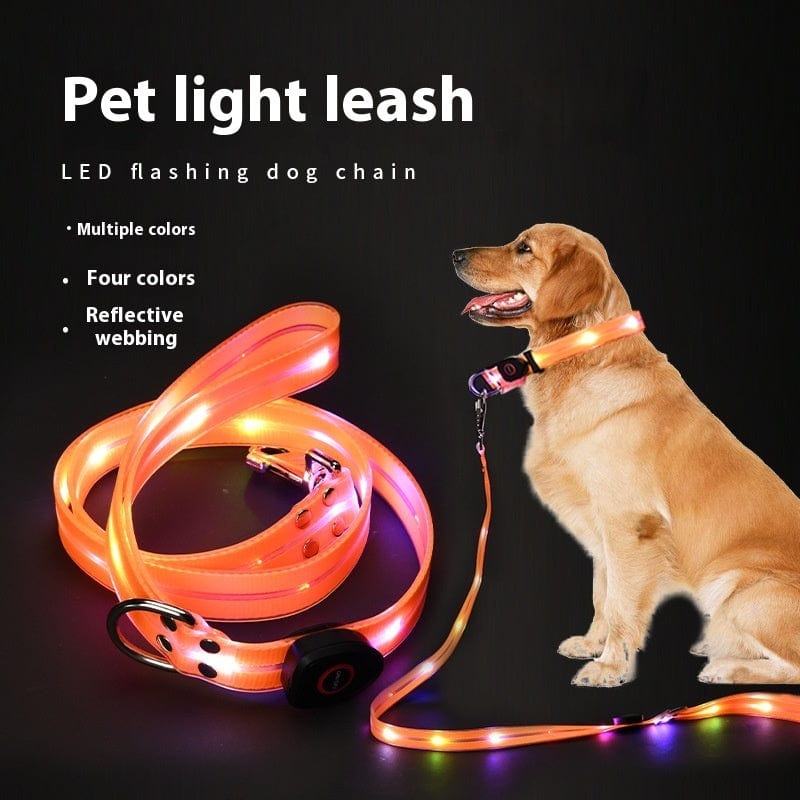Laisse LED pour animaux de compagnie, éclairage lumineux pour promenades sécurisées, disponible en plusieurs couleurs.