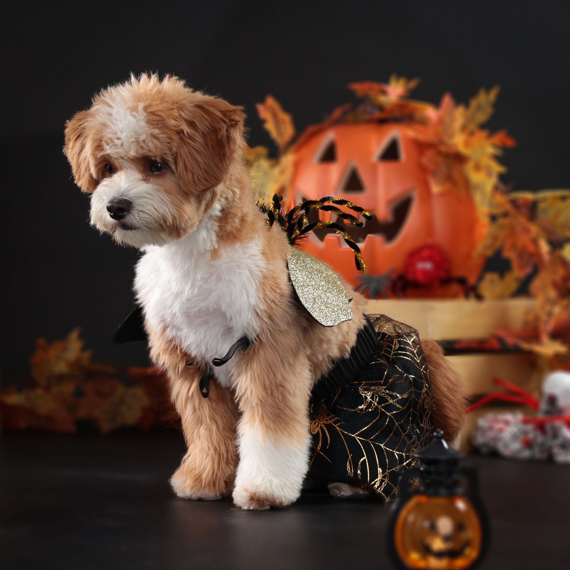 Chien déguisé en costume d'Halloween avec ailes, devant une citrouille festive.