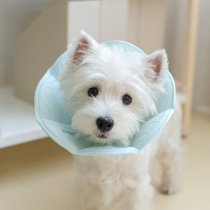 Petit chien blanc portant un collier imperméable anti-léchage, avec un look curieux et adorable.