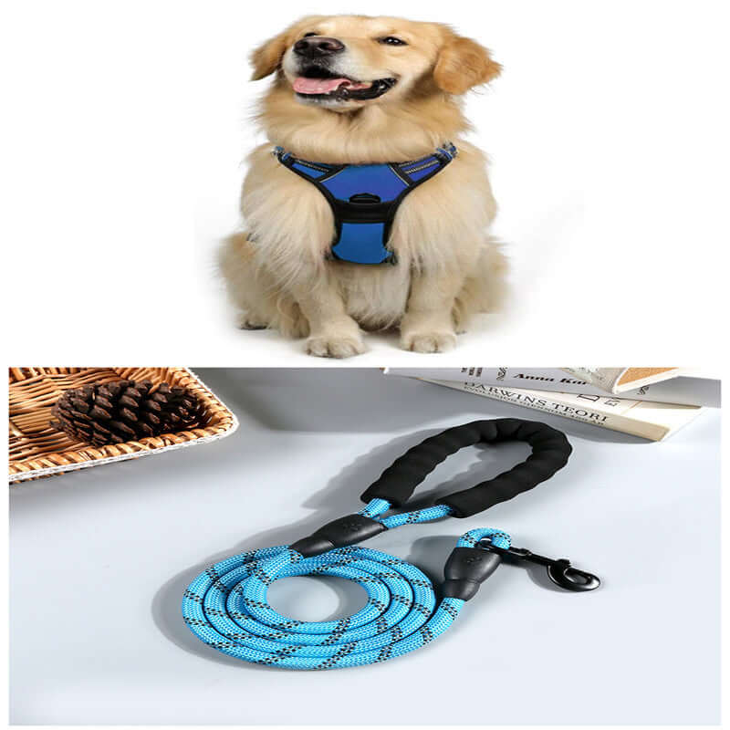 Golden retriever wearing a blue dog harness with a matching blue leash on a stylish background.