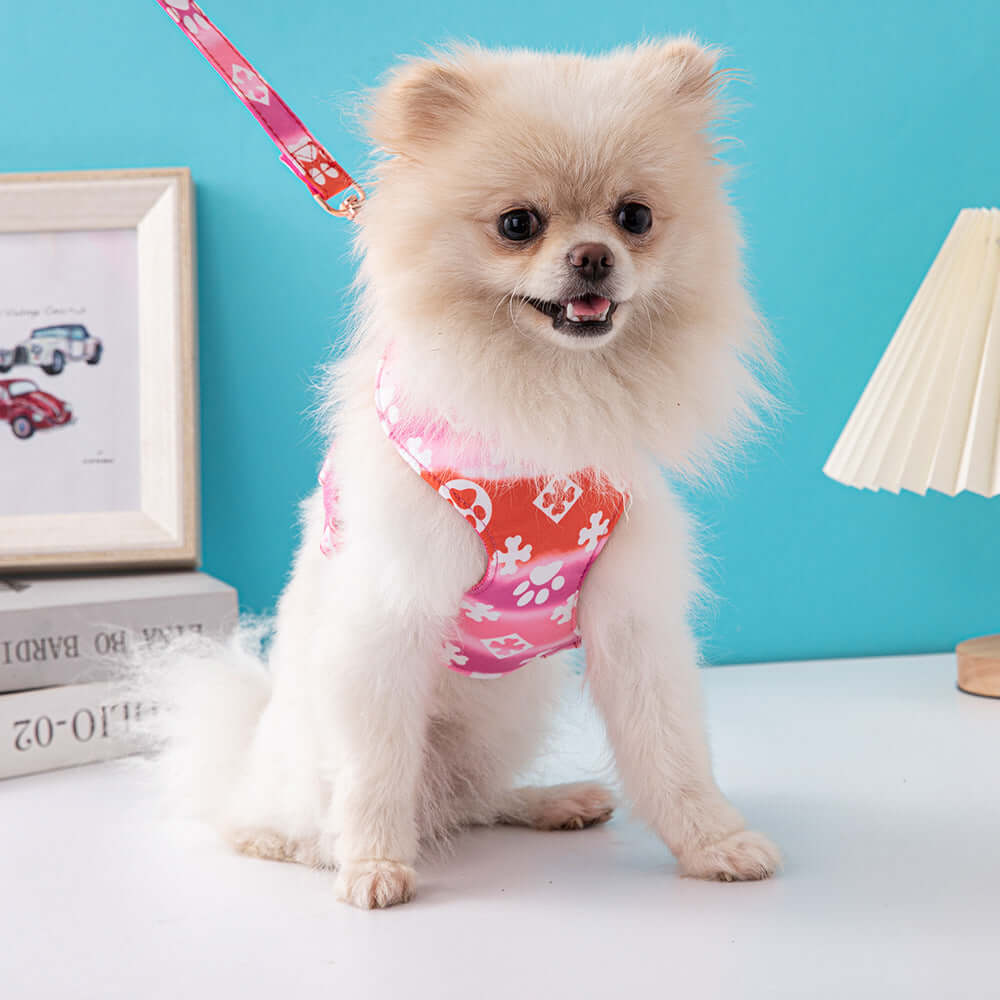 Chien Pomeranien portant un harnais rose et orange avec une laisse, assis sur une table moderne.