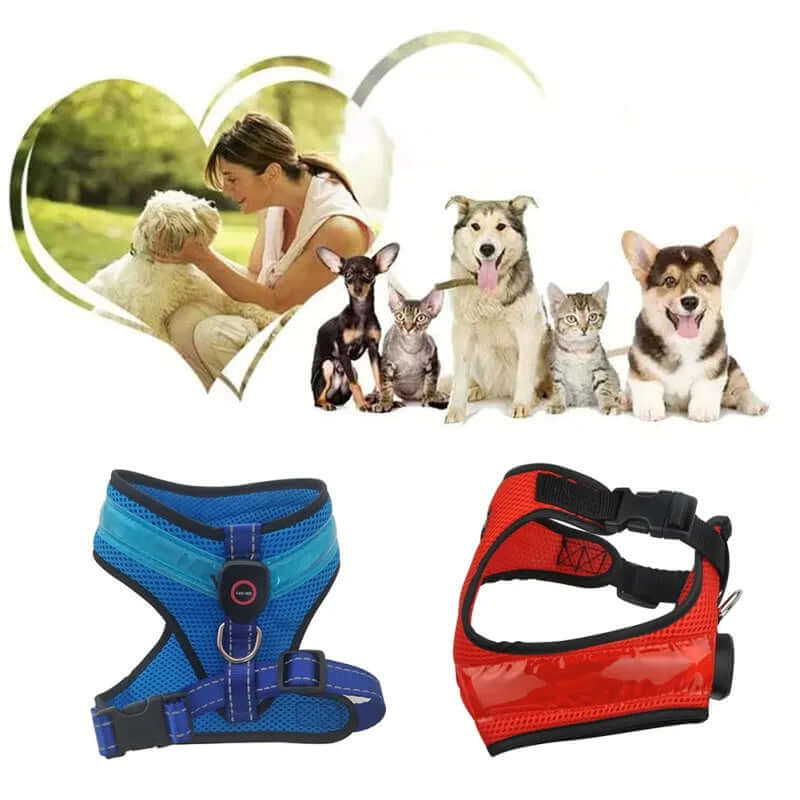 Harnais LED pour chien en bleu et rouge avec animaux de compagnie en arrière-plan, accessoires pour animaux.