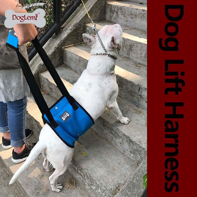Chien utilisant un harnais de levage DogLemi pour monter des escaliers, offrant soutien et confort pour les animaux.