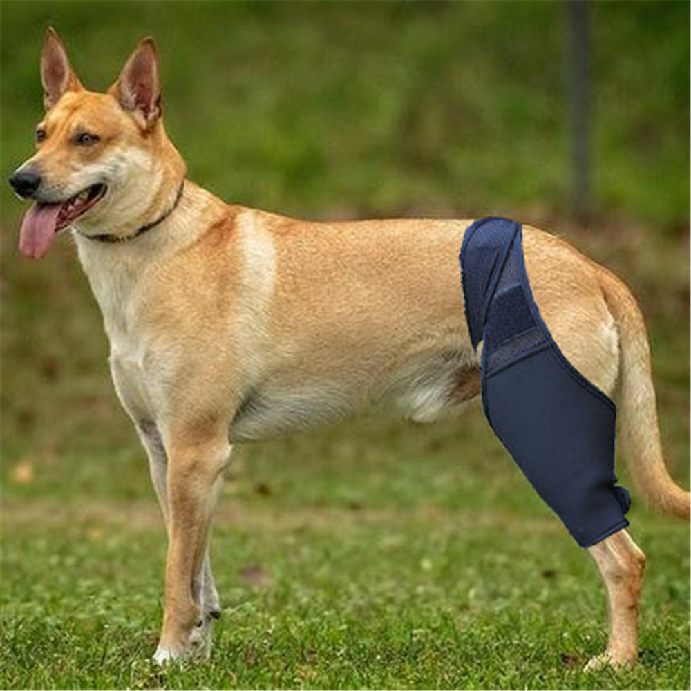 Chien portant un équipement de protection pour fracture des jambes, fabriqué en néoprène.