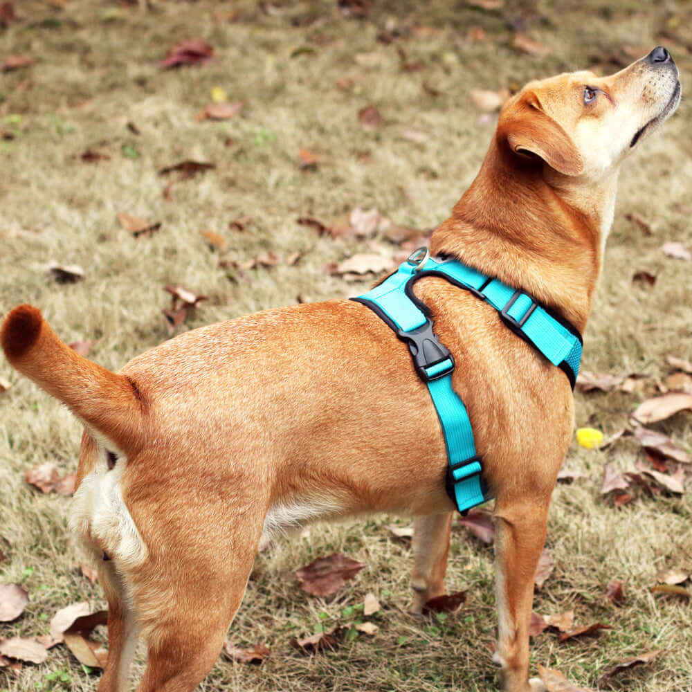 Chien portant un harnais en maille bleu, offrant confort et sécurité lors des promenades.