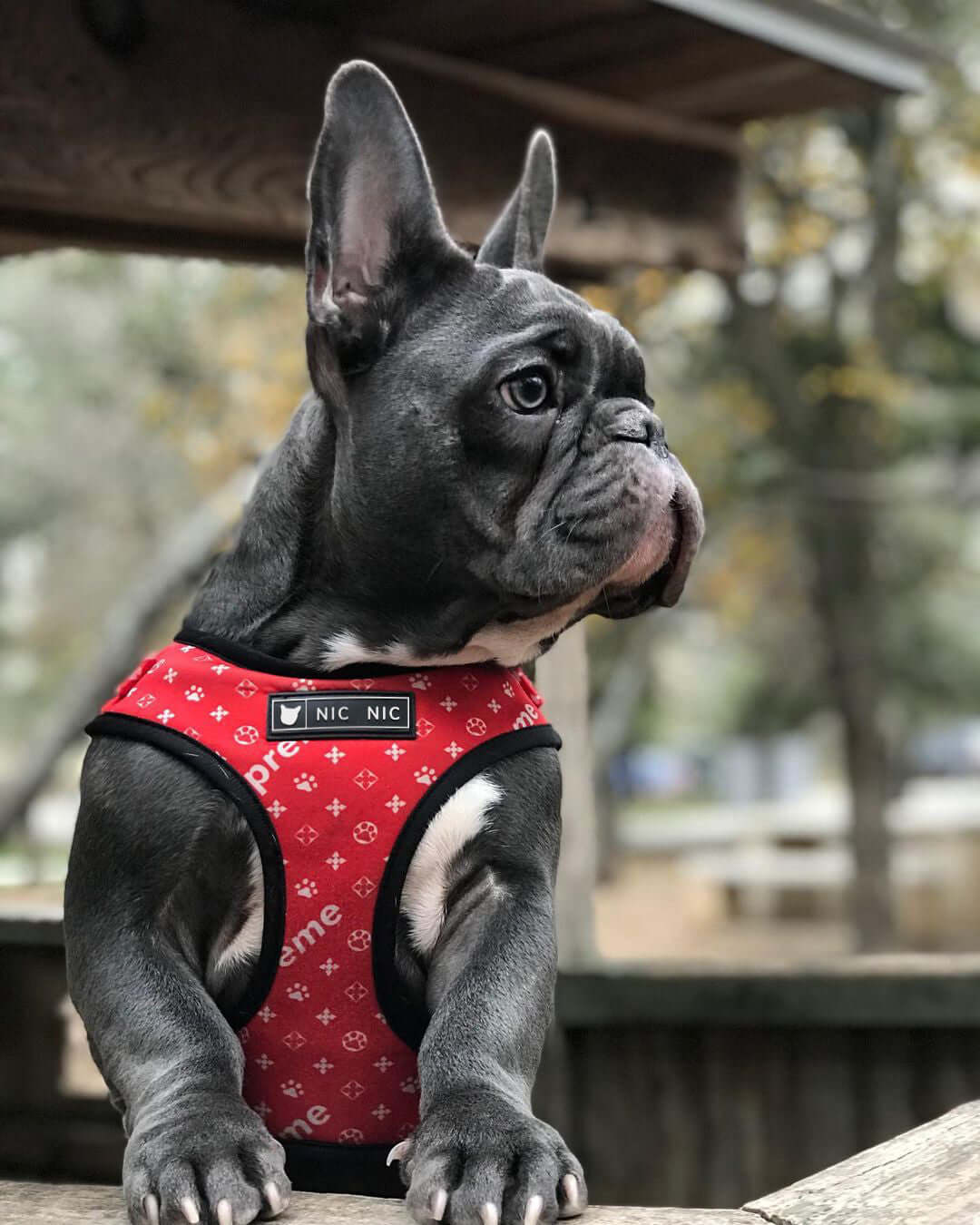 French Bulldog wearing a breathable red dog harness outdoors in a park.
