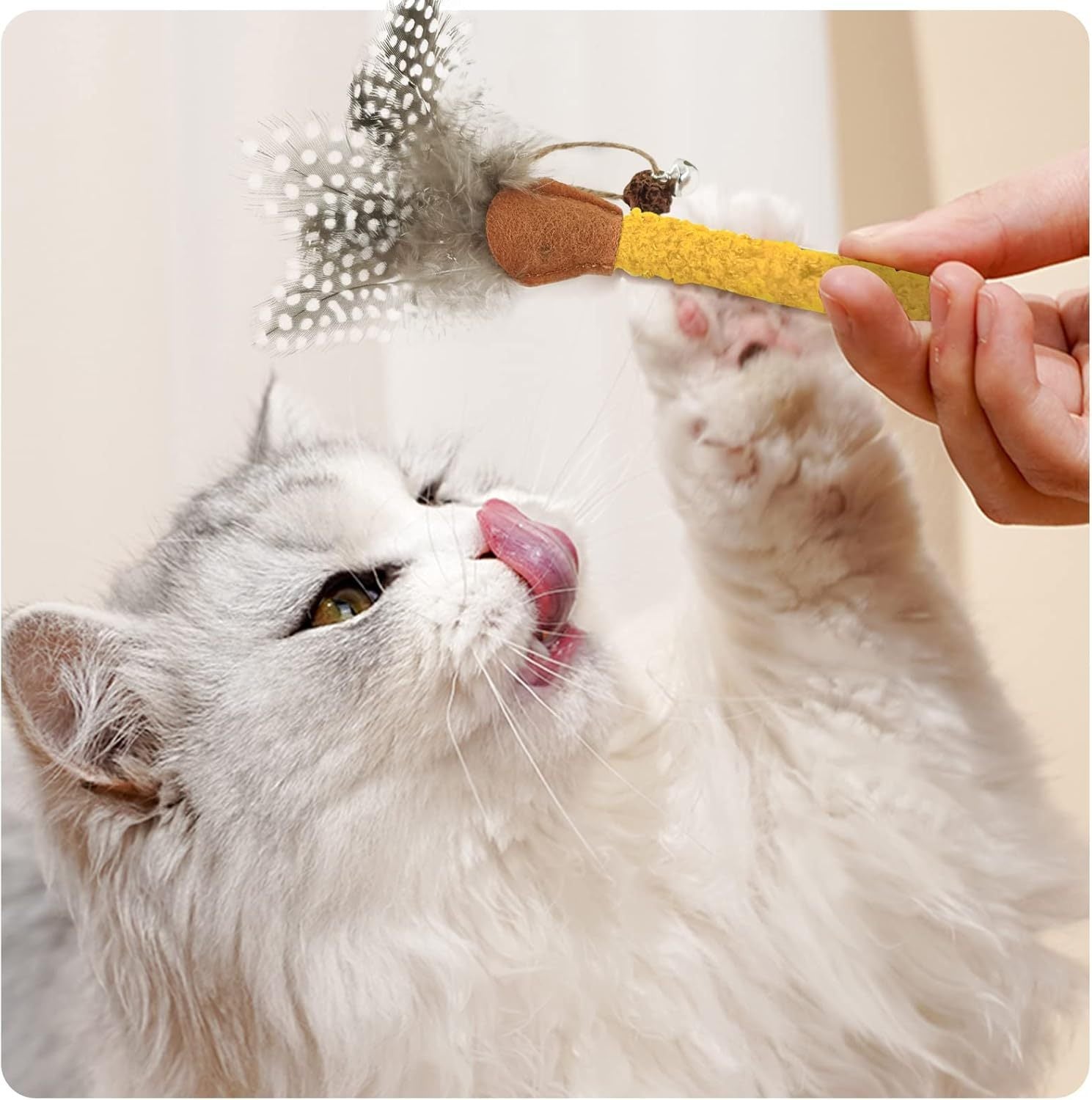 Bâtonnets à Mâcher pour Chats avec Plumes – Jouets Dentaires